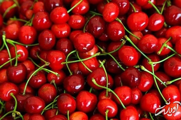 آلبالو برای کاهش چربی خون آلبالو برای لاغری